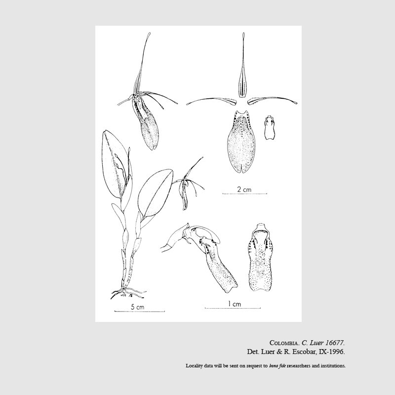 Restrepia cuprea